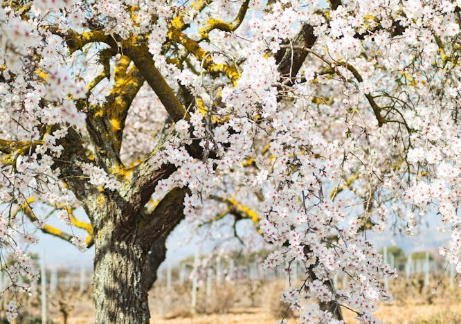 flower plant tree tree trunk cherry blossom