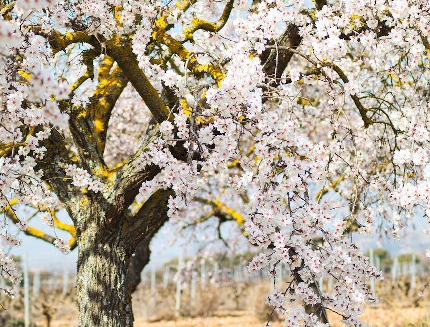 flower plant tree tree trunk cherry blossom