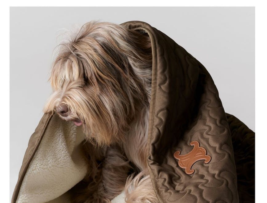blanket animal canine dog mammal pet