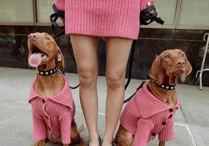 shoe skirt knitwear sweater canine dog mammal pet sandal shorts