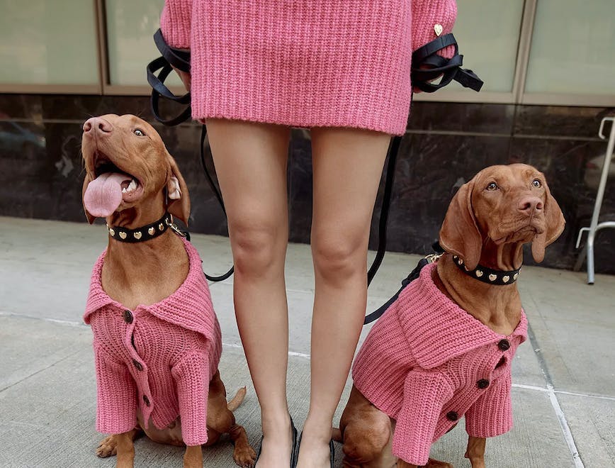shoe skirt knitwear sweater canine dog mammal pet sandal shorts